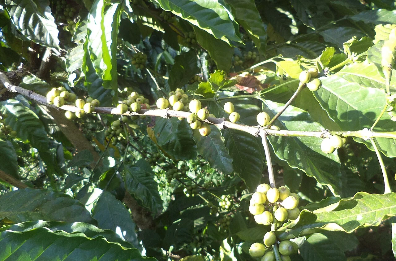 Coffee plants bearing fruit in Coorg