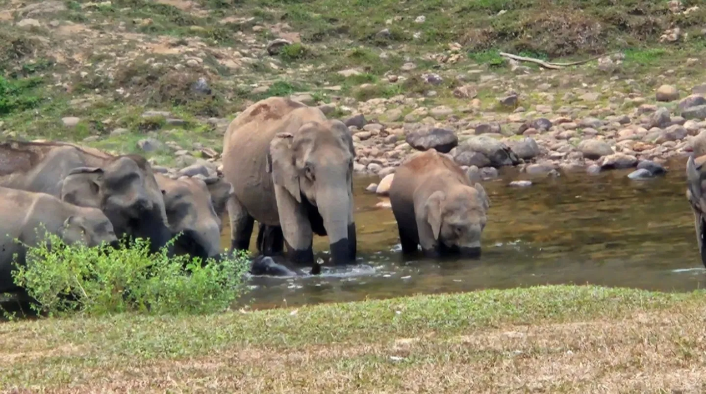 Elephants gathered beside the water in the Munnar region
