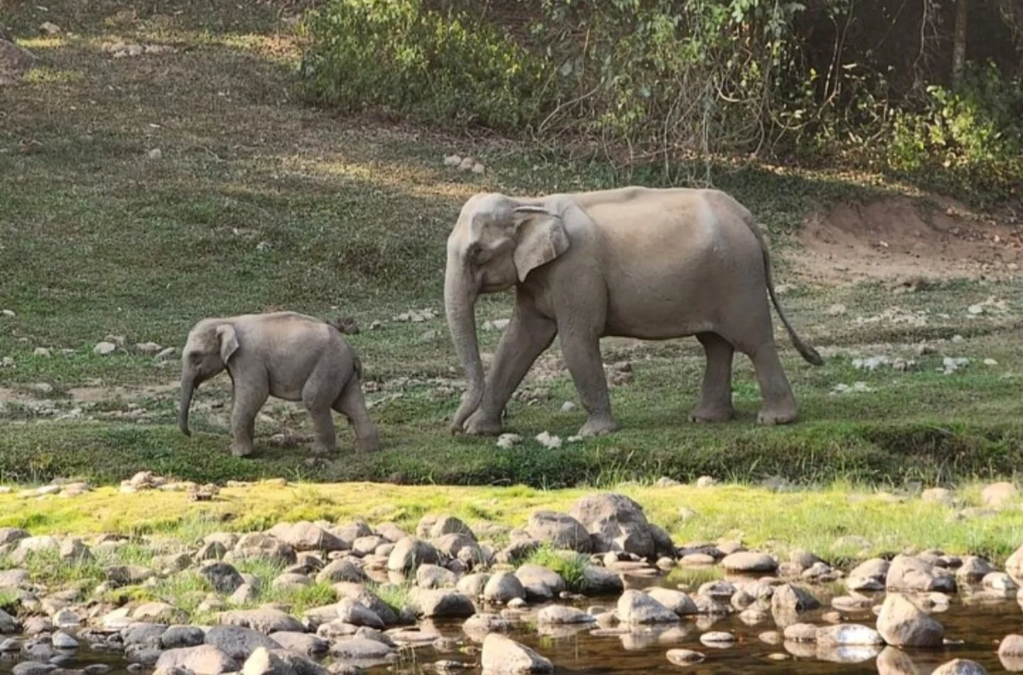An elephant and calf beside a rocky stream